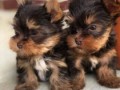 catelusi-yorkie-small-0