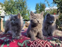 british-shorthair-si-longhair-big-0