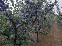 palinca-de-prune