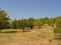 teren-4000-mp-zona-de-dealuri-oradea-panorama-superba-small-0