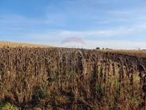 teren-intravilan-2950-mp-la-periferia-orasului-suceava
