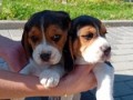 pui-beagle-tricolor-7-saptamani-small-0