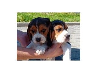 Pui beagle tricolor, 7 săptămâni