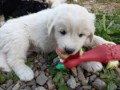 catelusi-golden-retriever-small-0