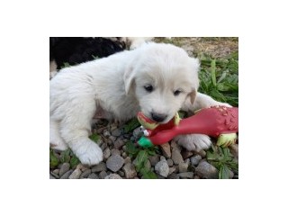 Cățeluşi Golden Retriever