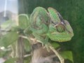 cameleon-1-ani-si-jumatate-small-0