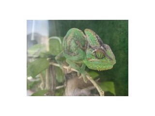 Cameleon 1 ani și jumătate!