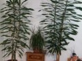 dracaena-planta-foarte-inalta-small-0