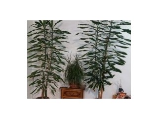 Dracaena - plantă foarte înaltă