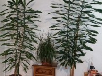 dracaena-planta-foarte-inalta-big-0