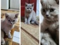 pisoi-pisici-british-shorthair-scotish-fold-small-0