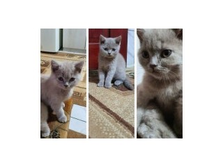 Pisoi pisici British Shorthair Scotish Fold