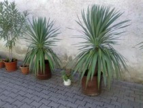 plante-ornamentale-pentru-curti-gradini-balcoane-si-terase