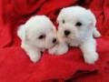 bichon-maltez-small-0