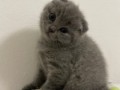 fetita-scottish-fold-small-0