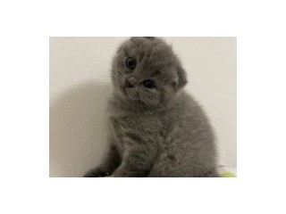 Fetita Scottish Fold