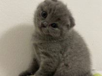 fetita-scottish-fold-big-0