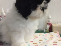 shih-tzu-de-calitate-cu-pedigree-big-0